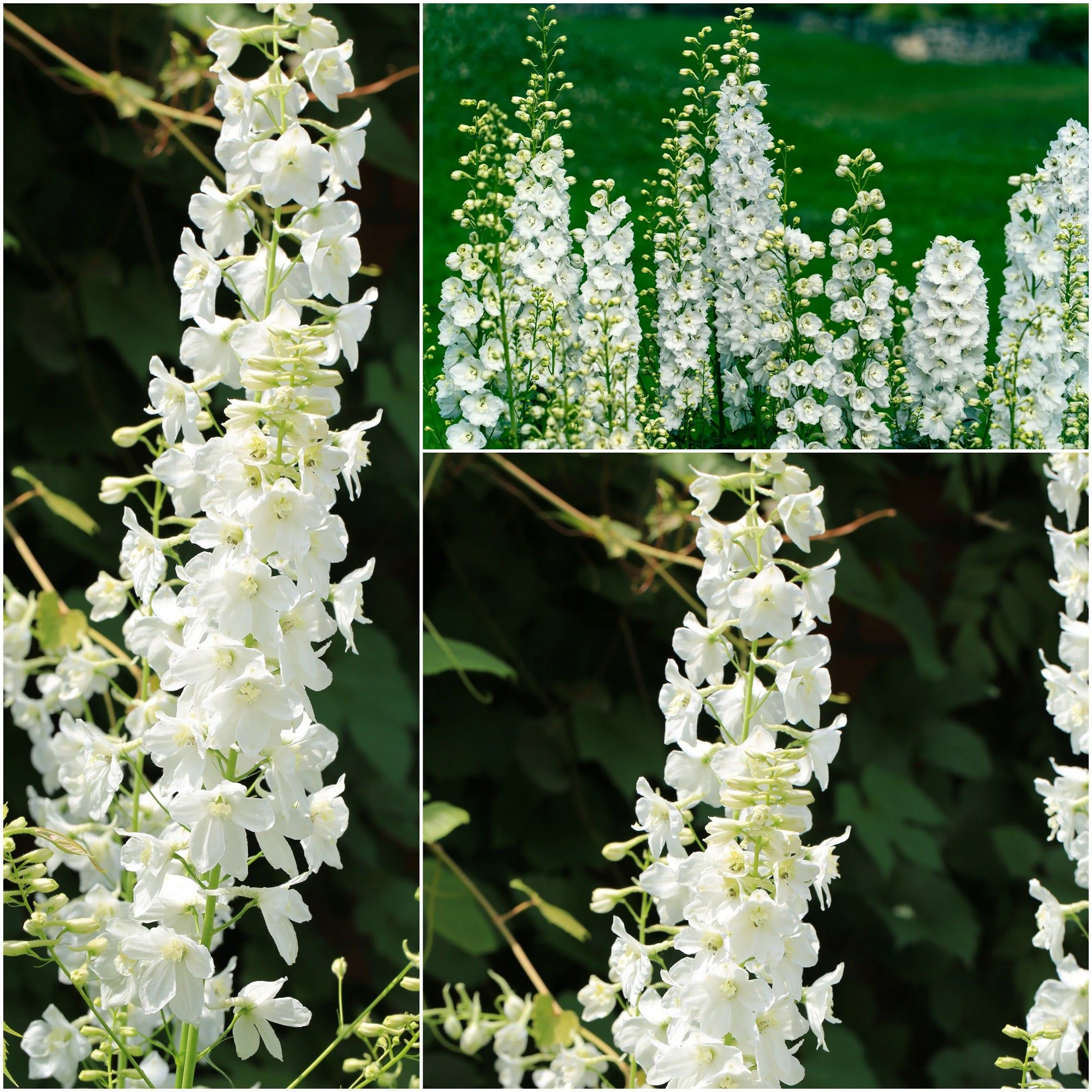 Delphinium - Galahad seeds