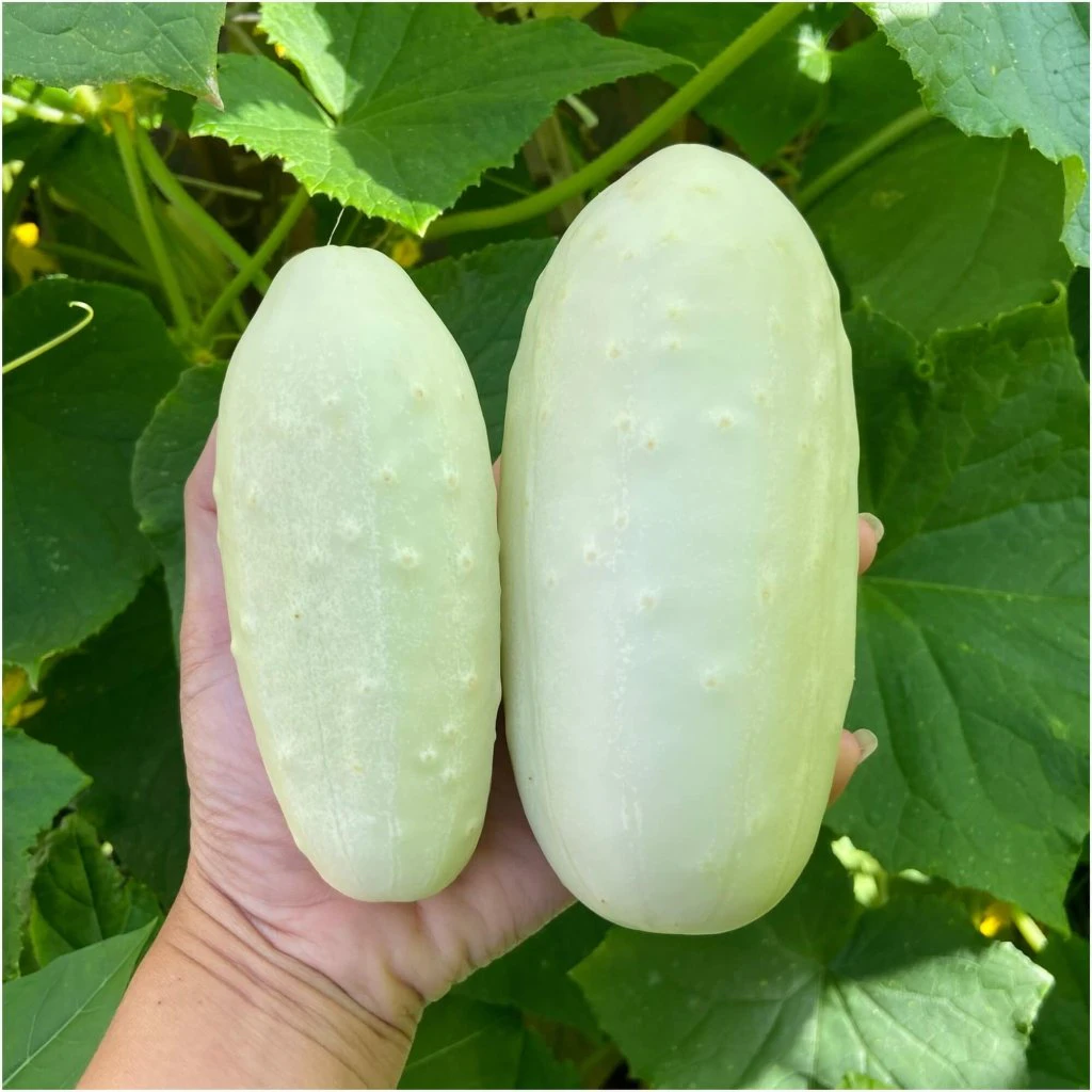 Cucumber White Spine seeds