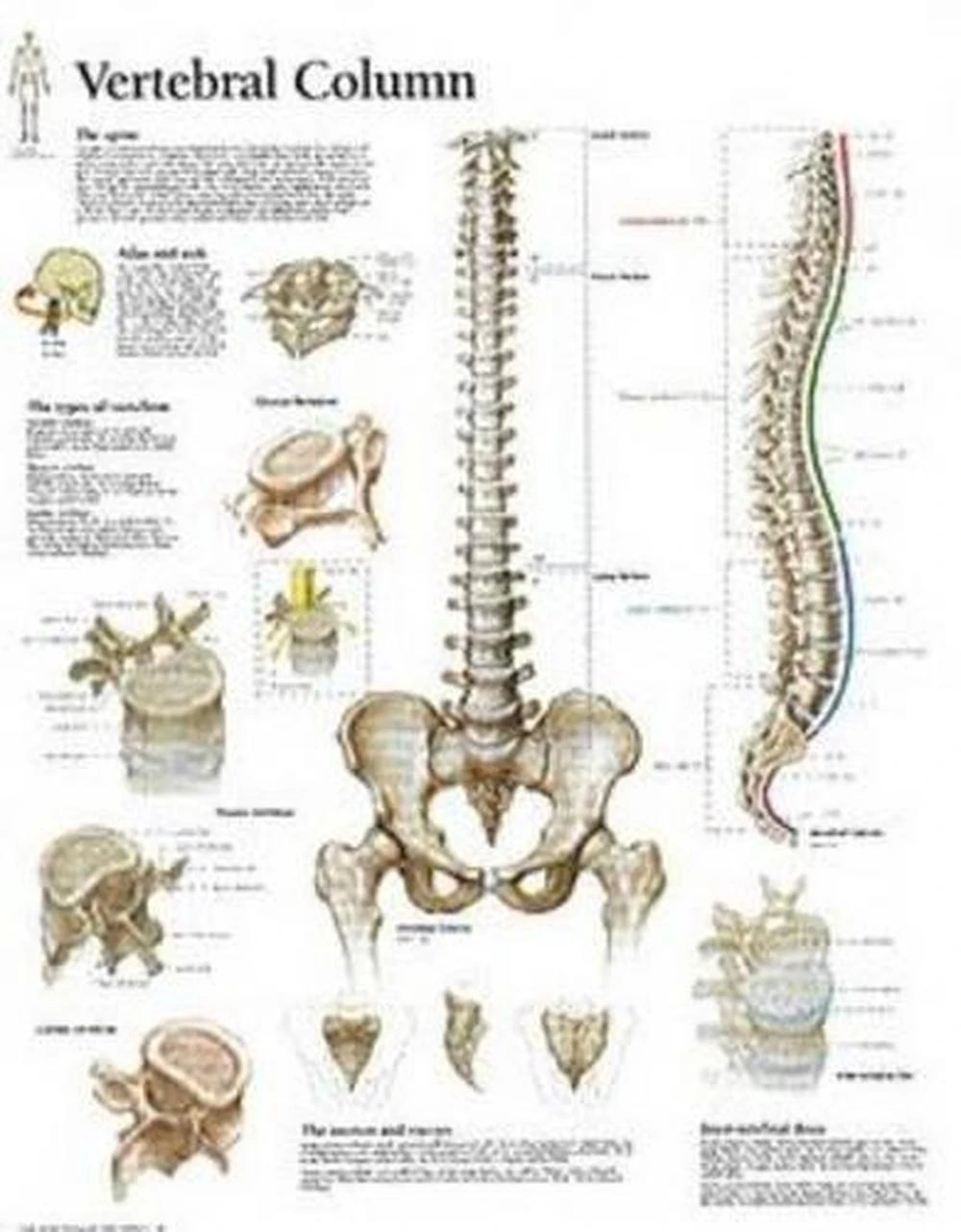 Vertebral Column Paper Poster