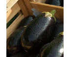 Eggplant 'Black Beauty' Seeds