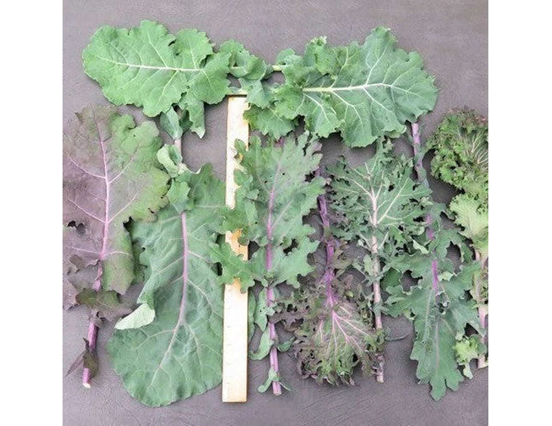 Kale "Garden Mix" Seeds