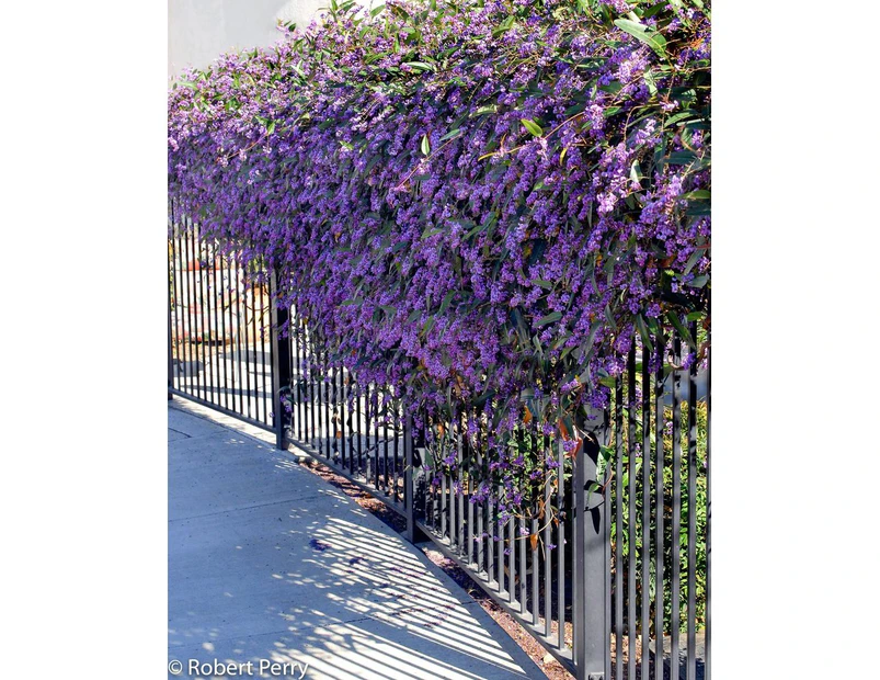 Hardenbergia violacea 'Native Sarsaparilla or Native Wisteria' Seeds