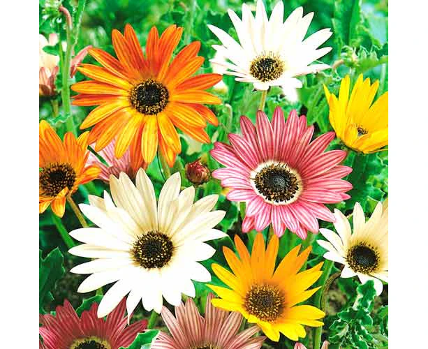 Boondie Seeds AFRICAN DAISY 'Harlequin Mix' / ARCTOTIS seeds