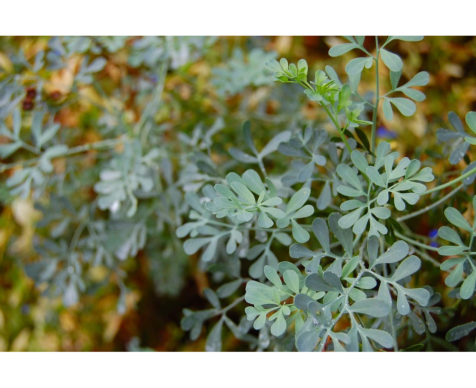 Boondie Seeds RUE seeds