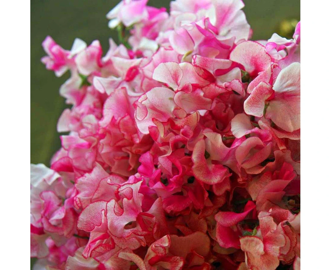 Boondie Seeds SWEET PEA 'Pink Streamer' seeds