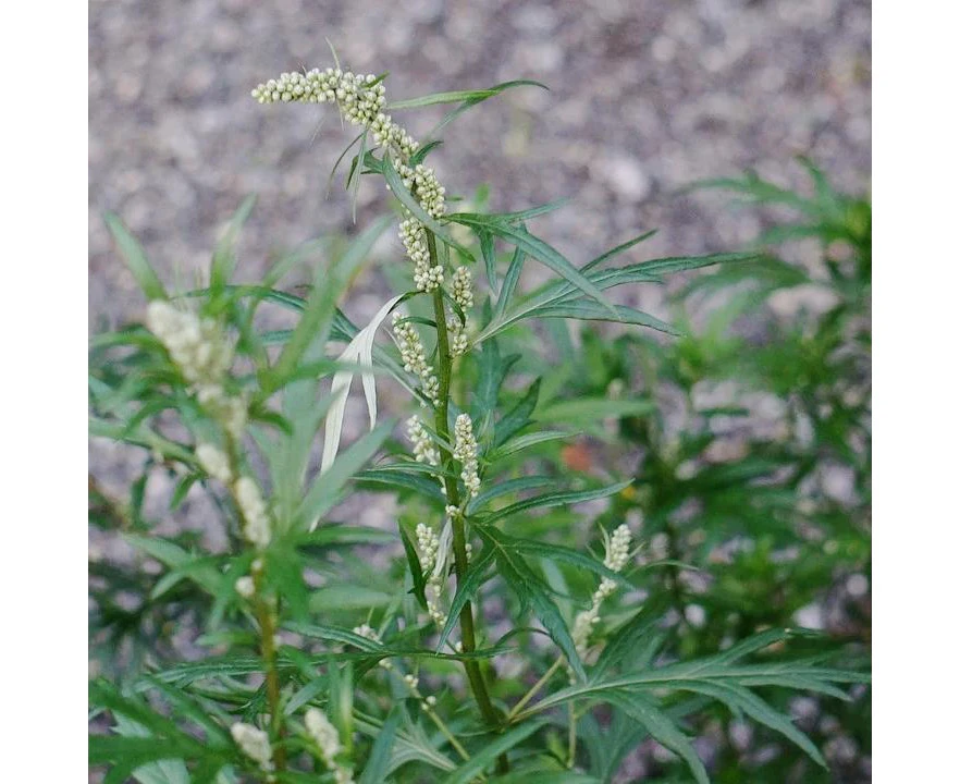 Boondie Seeds MUGWORT seeds