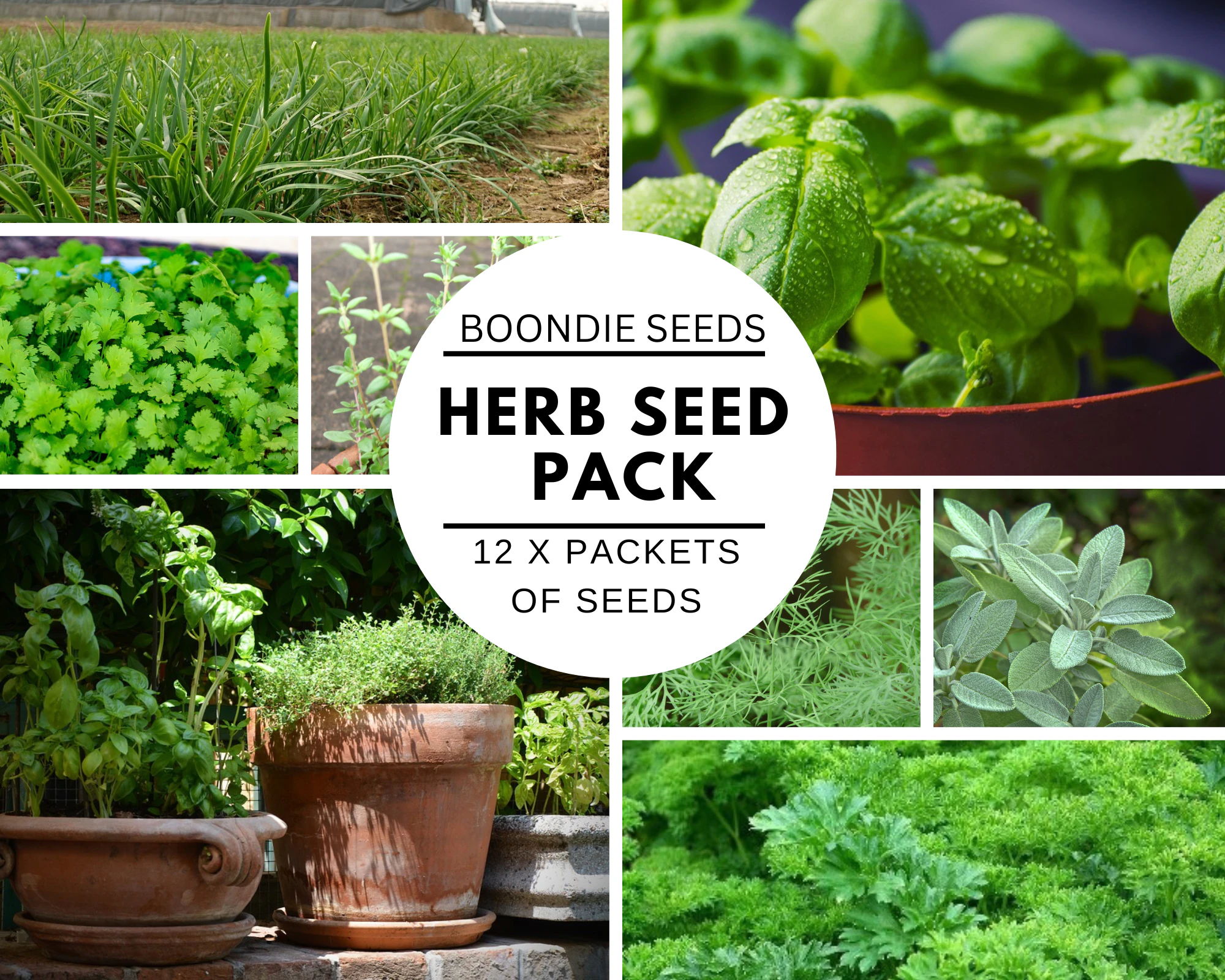 Boondie Seeds HERB PACK x 12 packets of seeds