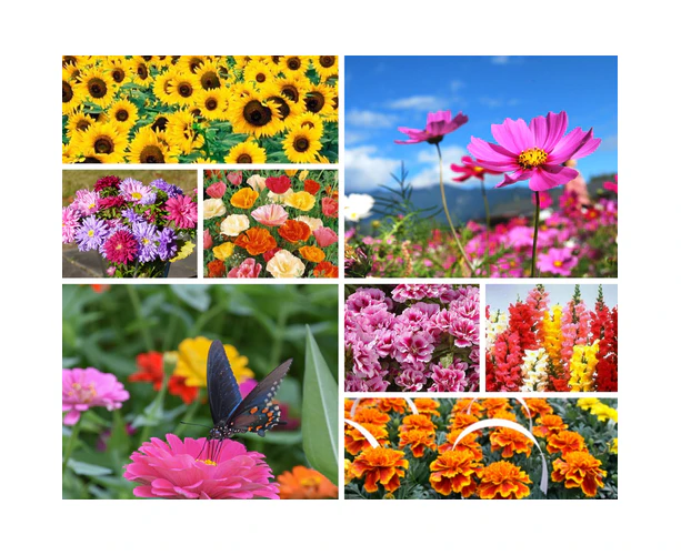 Boondie Seeds EASY GROW FLOWER GARDEN PACK / 12 packets of seeds