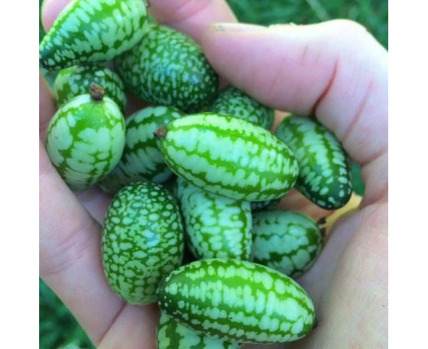 Boondie Seeds Mexican Sour Gherkin  / melothria scabra / Mouse Melon seeds