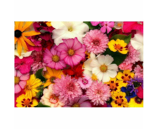 Boondie Seeds COTTAGE GARDEN MIX - Flower seeds