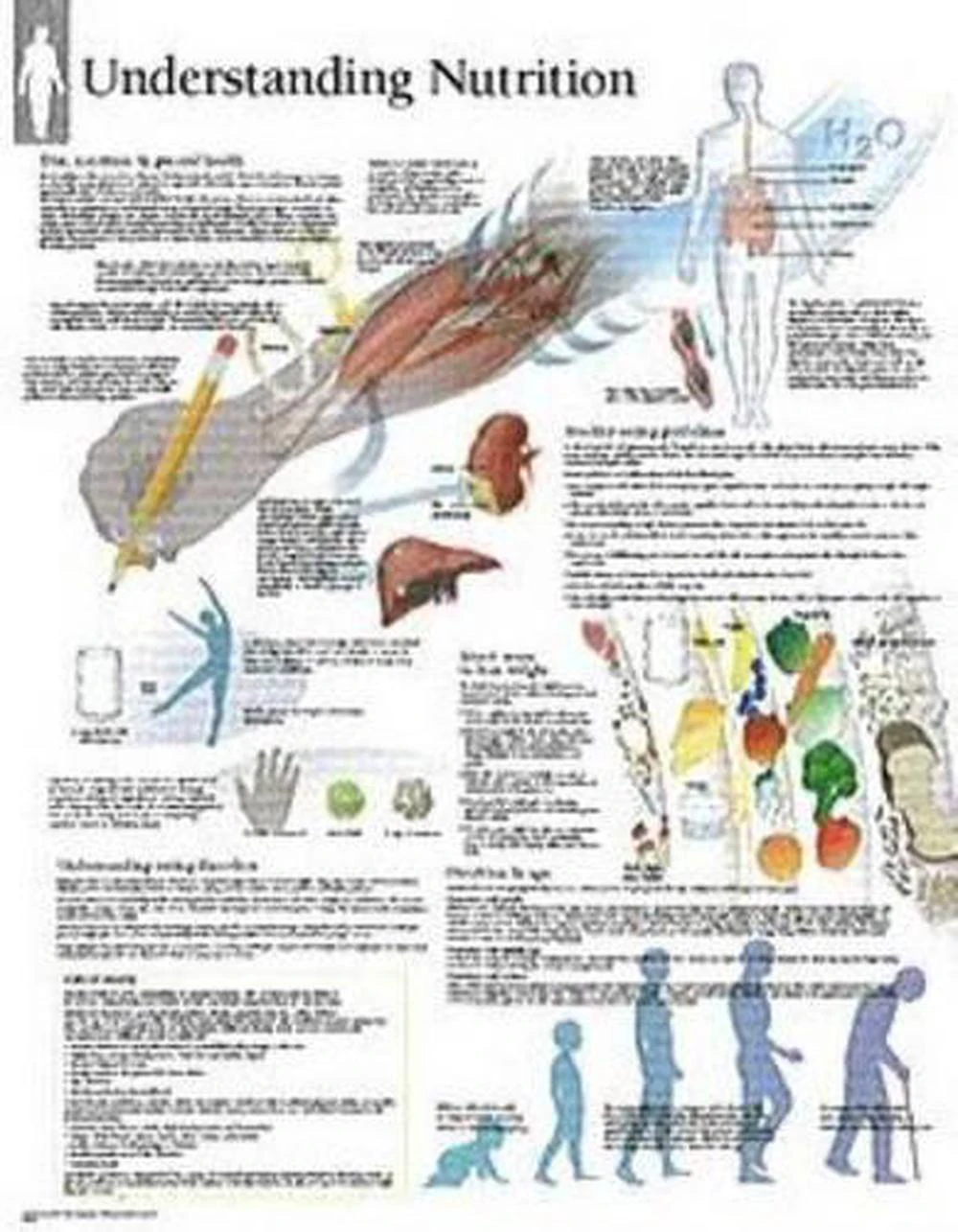 Understanding Nutrition Laminated Poster