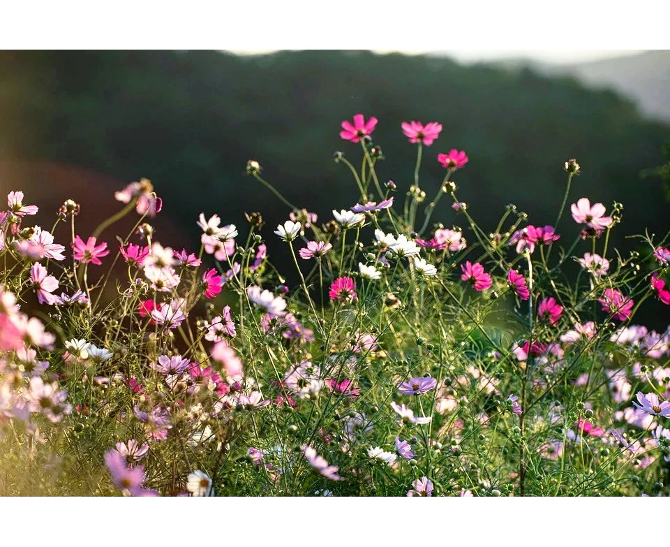 Boondie Seeds COSMOS 'Sensation Mixed' seeds