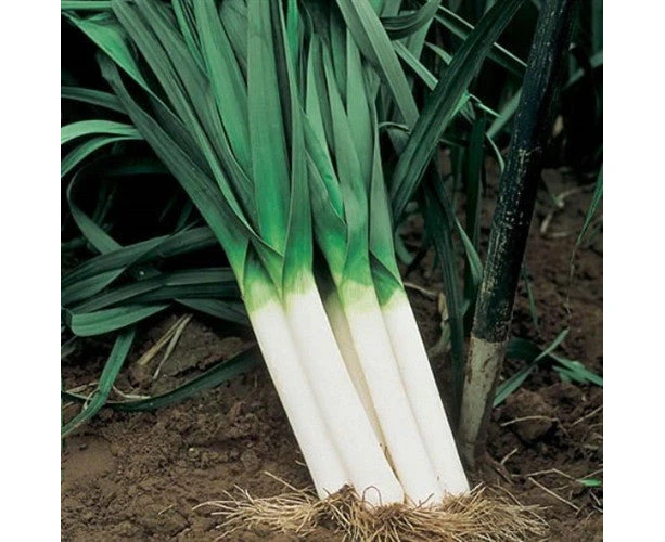 Boondie Seeds LEEK 'Bulgarian Giant' seeds