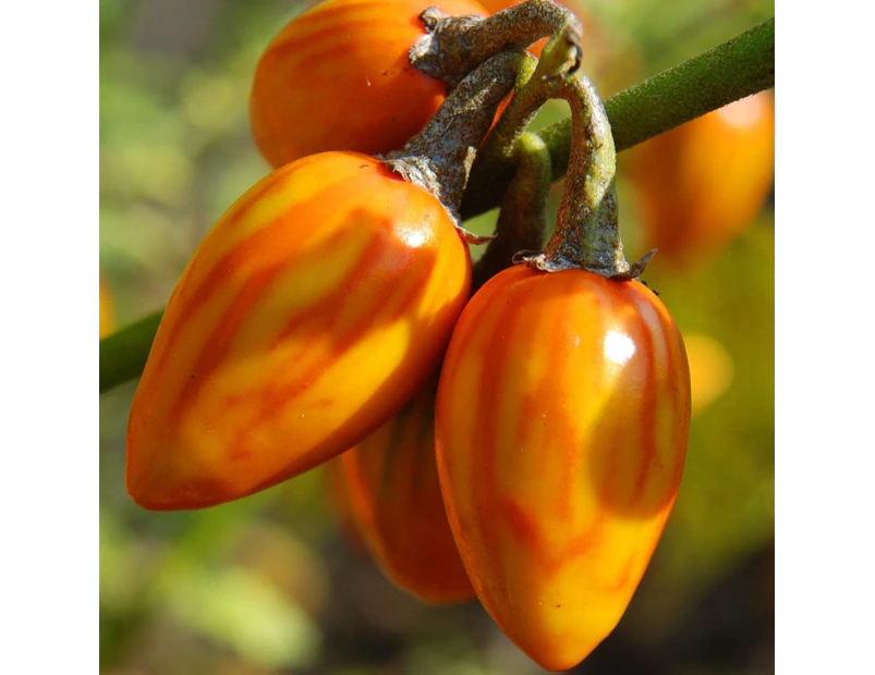 Eggplant - Togo seeds
