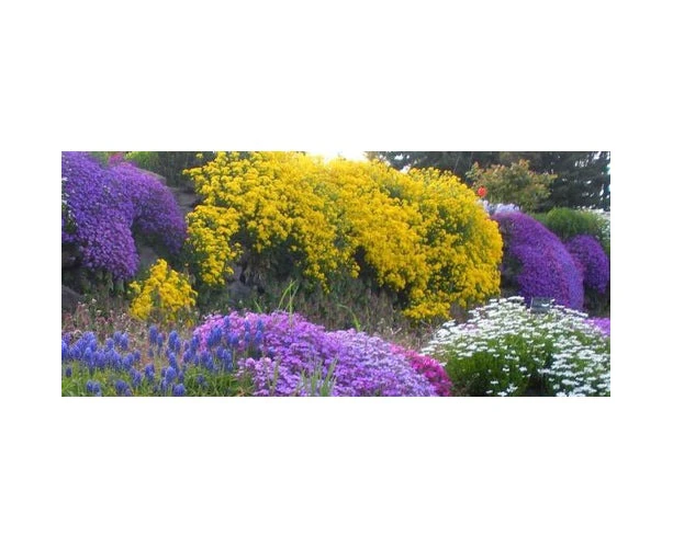 Boondie Seeds ROCKERY GARDEN PACK / 12 packets - Dwarf Flowers seeds