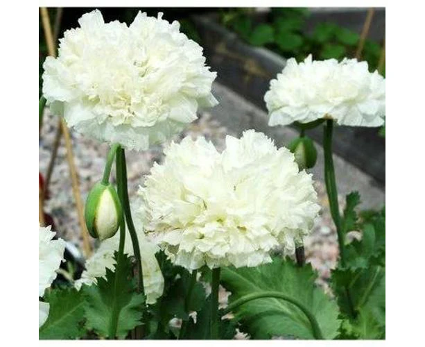 Boondie Seeds POPPY 'Peony Double Cream' seeds