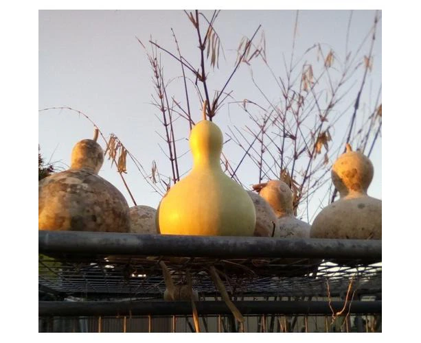 Boondie Seeds BIRDHOUSE GOURD / Bottle seeds