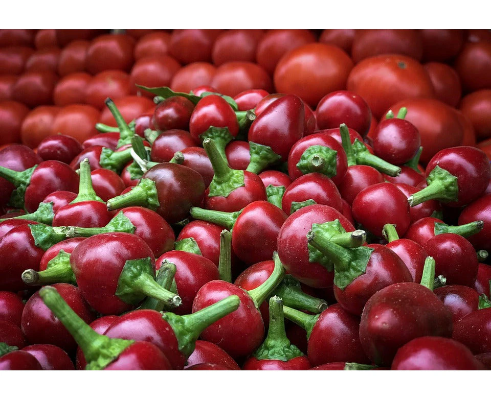 Boondie Seeds CAPSICUM MINI 'Red Cherry' seeds