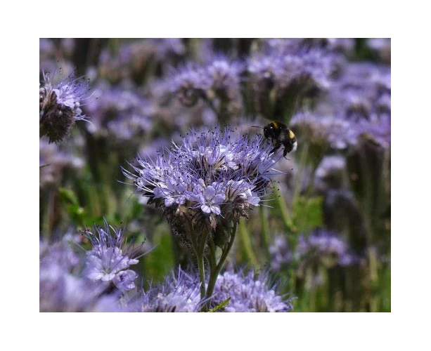 Boondie Seeds LACY PHACELIA / BLUE TANSY seeds