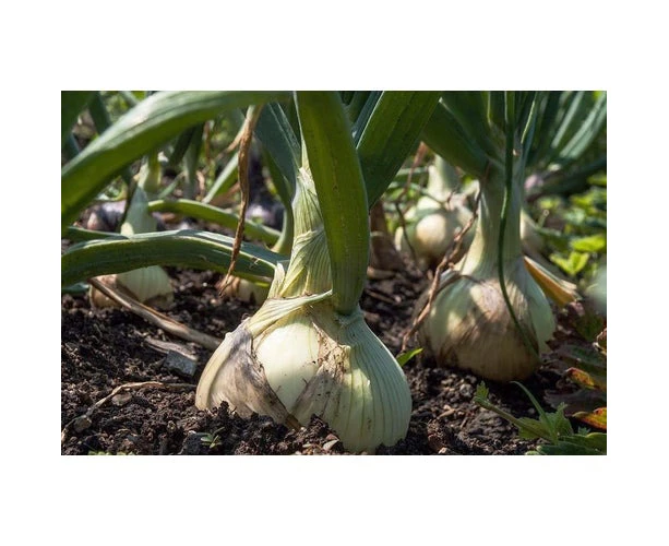 Boondie Seeds ONION 'Giant' / 'Alisa Craig' seeds