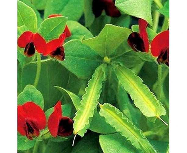 Boondie Seeds ASPARAGUS PEA / WINGED PEA Tetragonolobus purpureus seeds