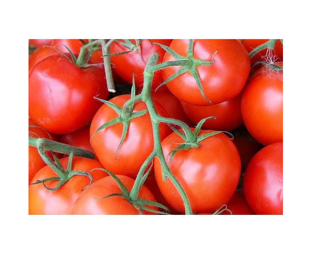 Boondie Seeds TOMATO 'Tatura Dwarf' seeds