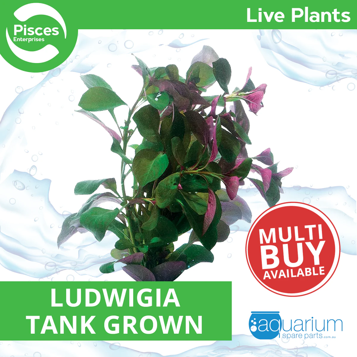 Pisces Live Plant Ludwigia Tank Grown Plants (110195)