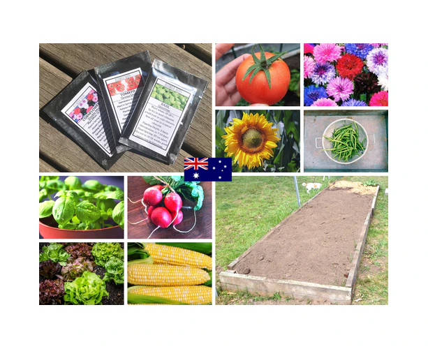 Boondie Seeds GARDEN STARTER SEED PACK x 12 packets of seeds