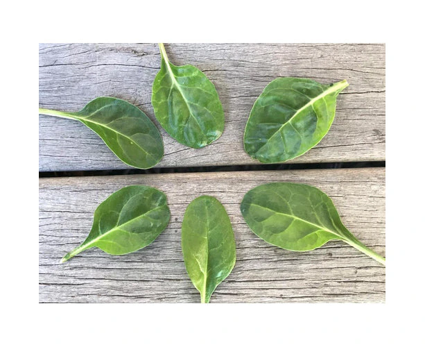 Boondie Seeds SPINACH 'Barese' / Silverbeet / Chard seeds