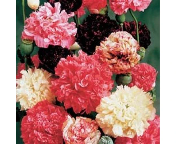 Boondie Seeds POPPY 'Peony Mix' seeds