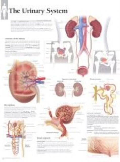 Urinary System Paper Poster by Scientific Publishing