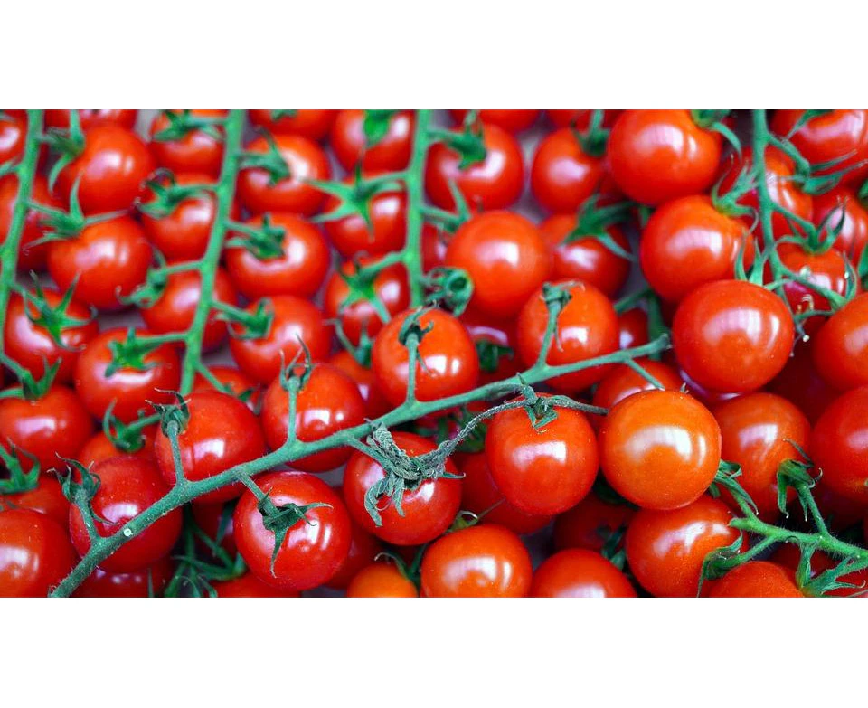 Boondie Seeds TOMATO 'Cherry Cocktail' seeds