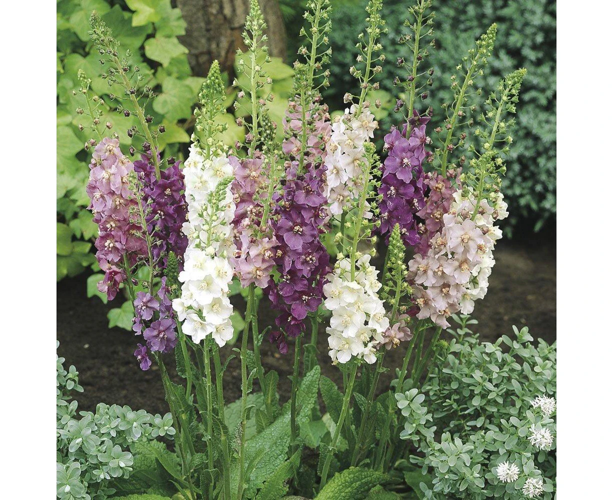 Boondie Seeds MULLEIN 'Mix' seeds