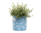 Jardinopia Eco Pot Fabric - Beatrix Potter Small Blue