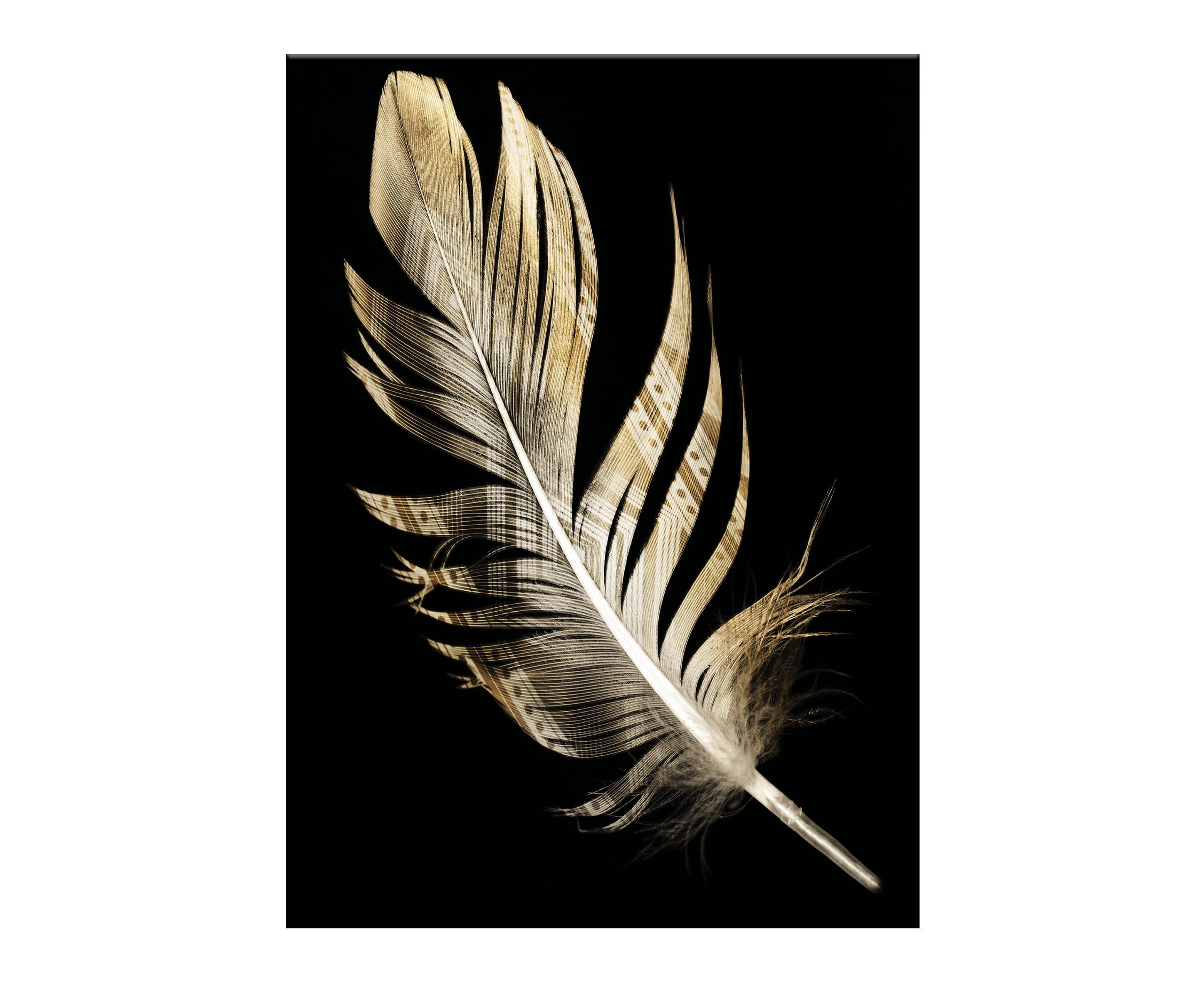 Artevo 85x65cm Zuloo Feather Canvas Wall Art