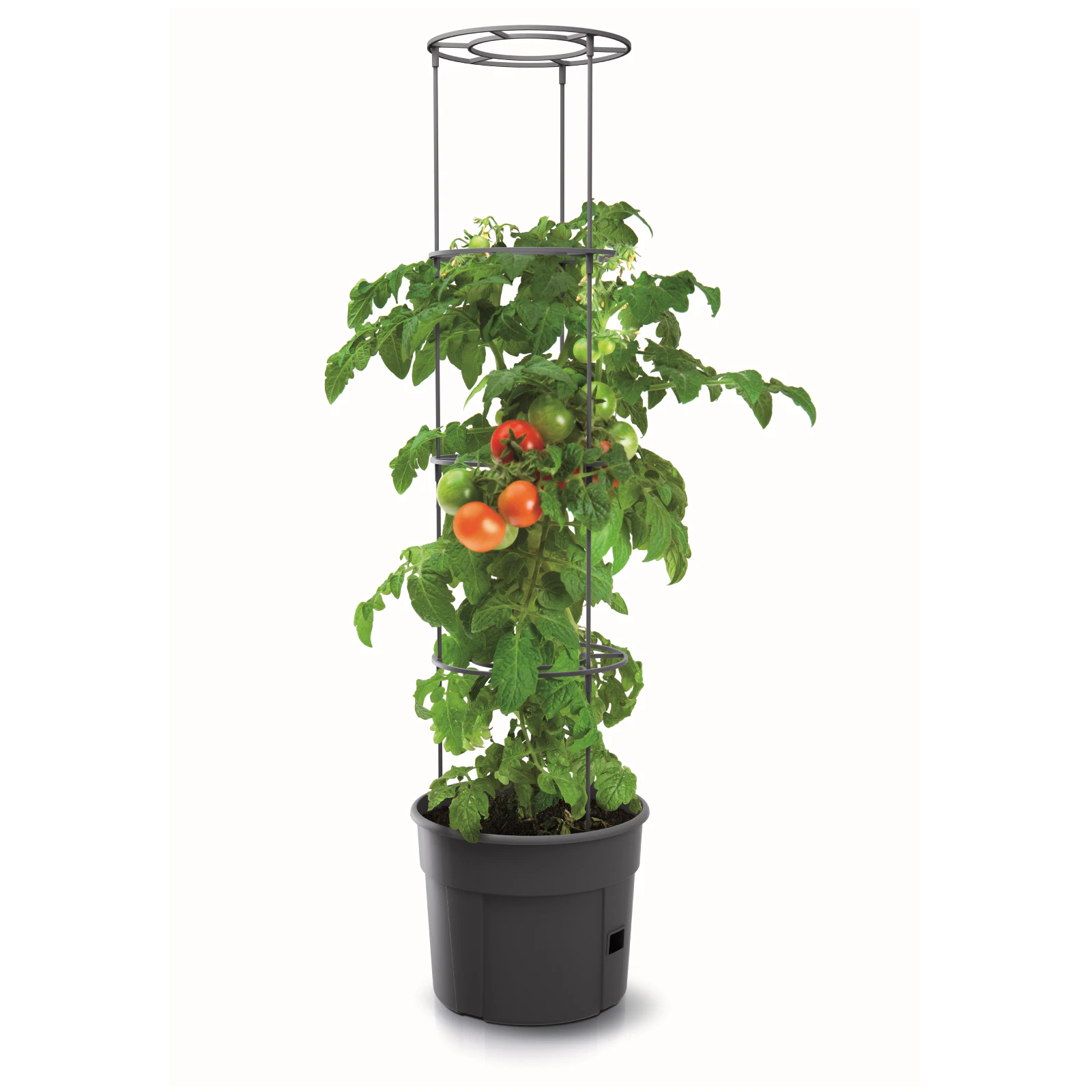 TOMATO GROWER PLANTER 400