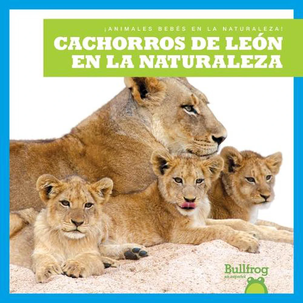 Cachorros de Len En La Naturaleza (Lion Cubs in the Wild)