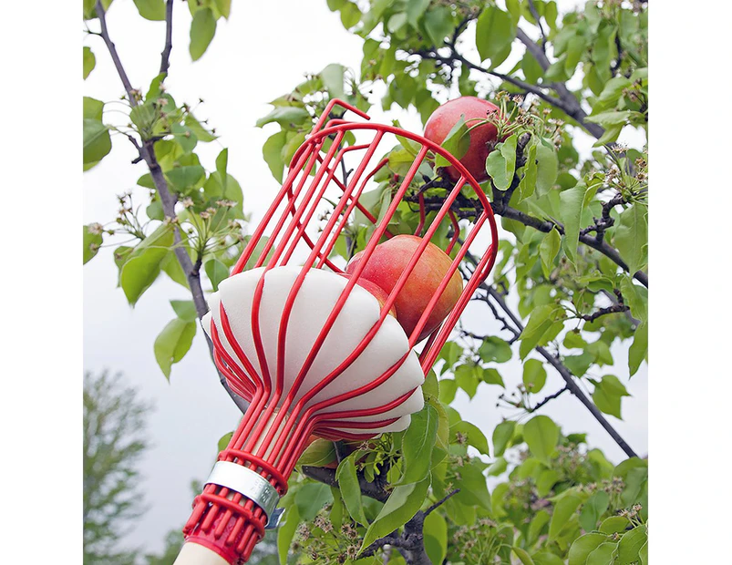 Fruit Picker Harvester Basket with Cushion to Prevent Bruising (Pole not Included)