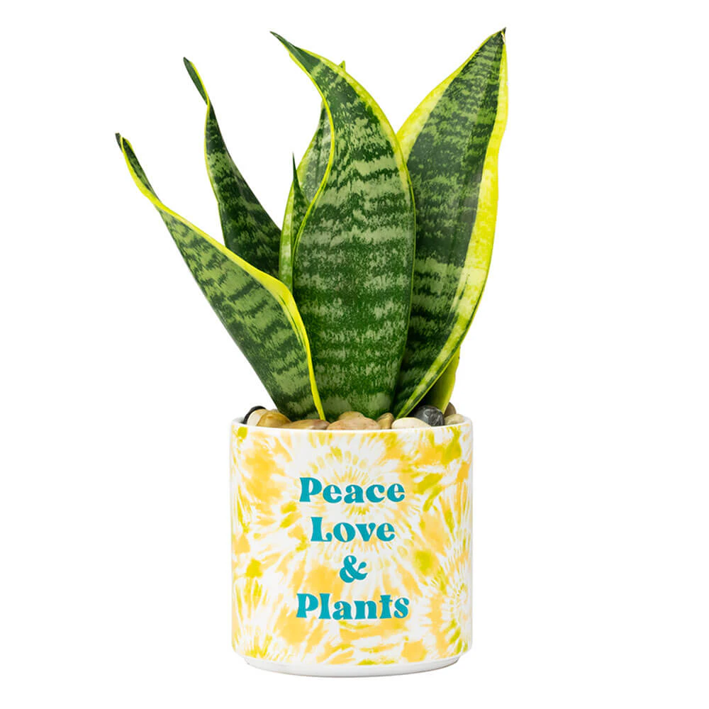 Blurred - Tie Dye Planter Medium: Peace Love & Plants - Stoneware - Novelty