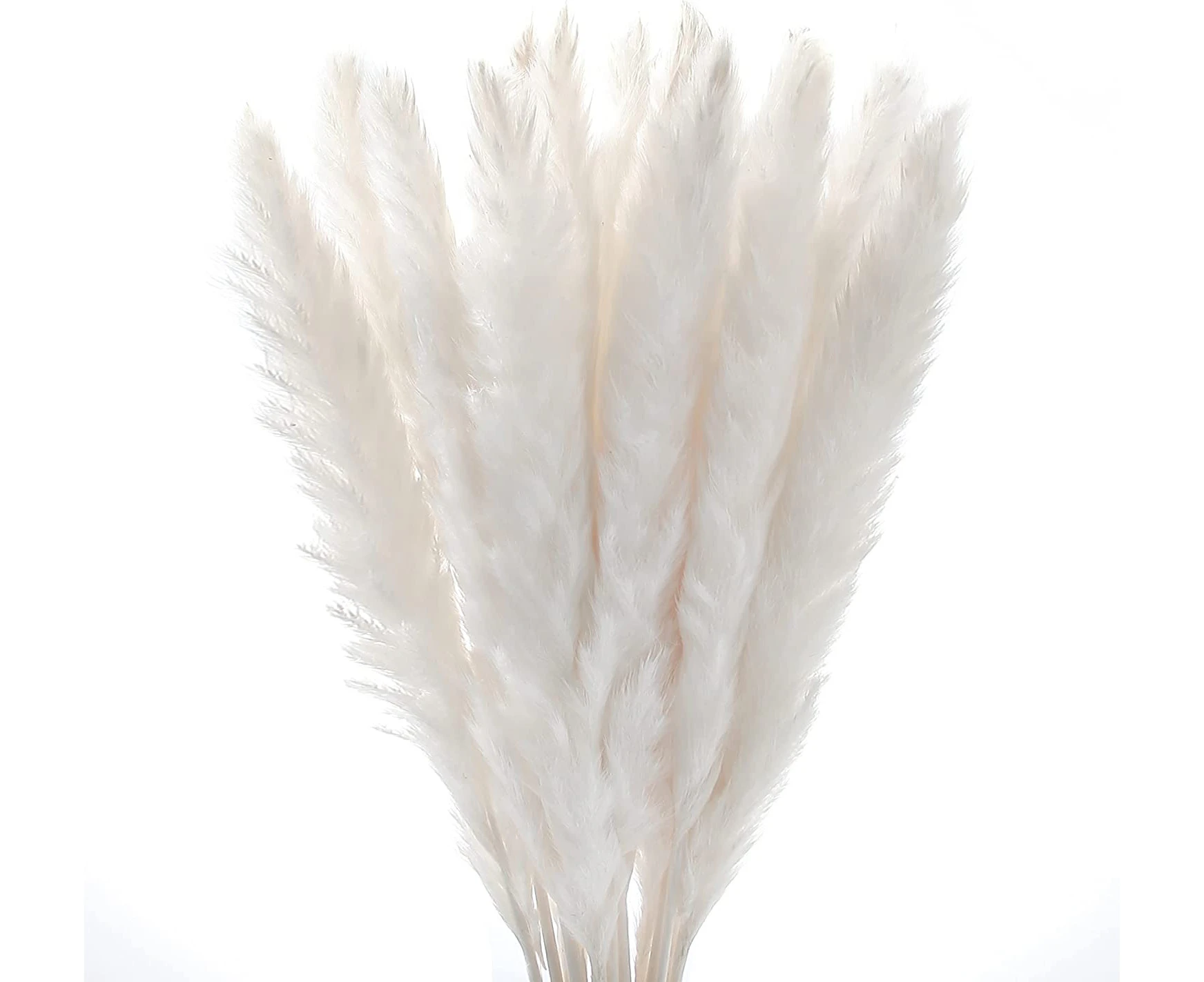 30 Pcs Pampas Natural Grass Reed Plume Dried Flowers Phragmites,White