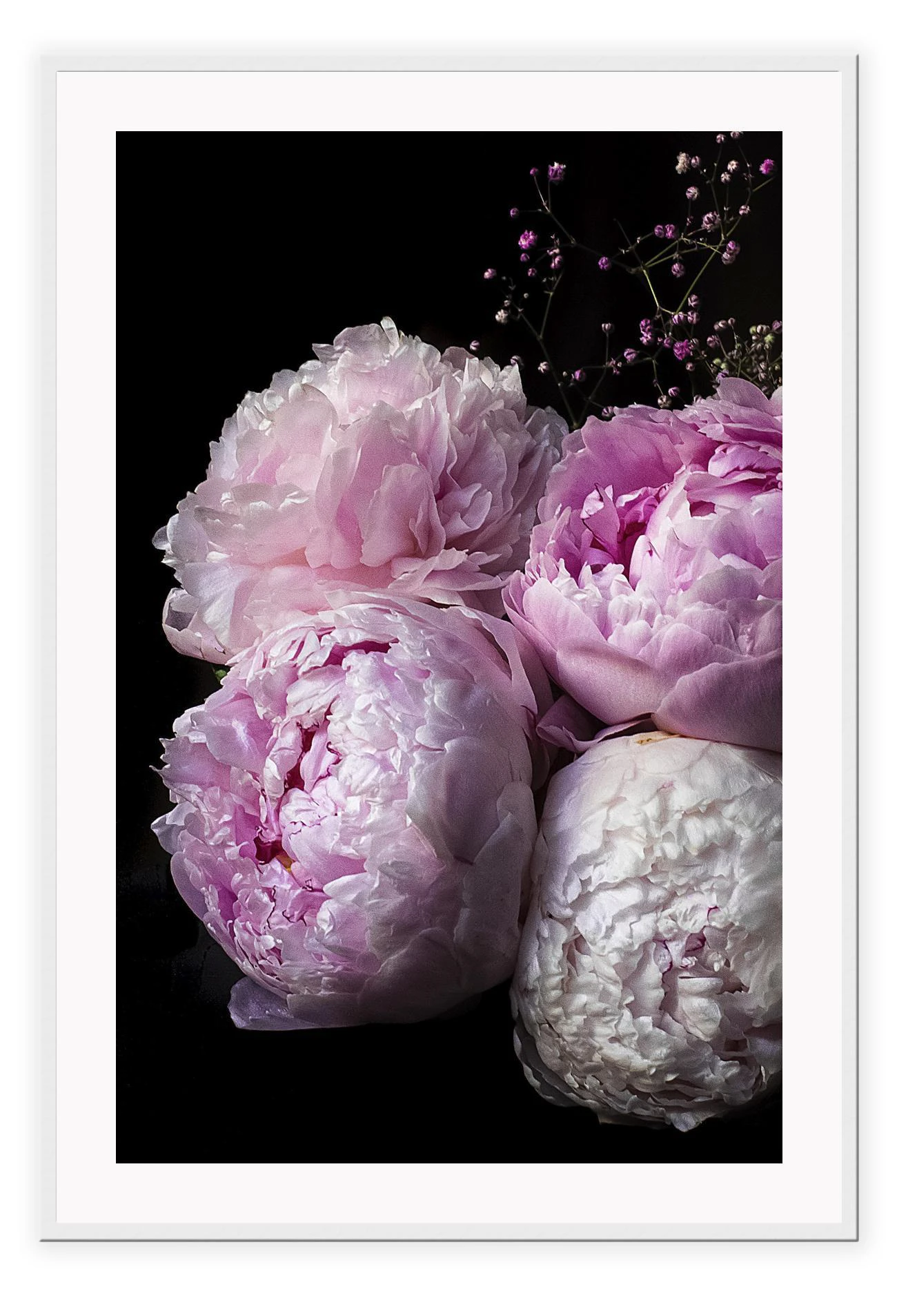 Peonies - White