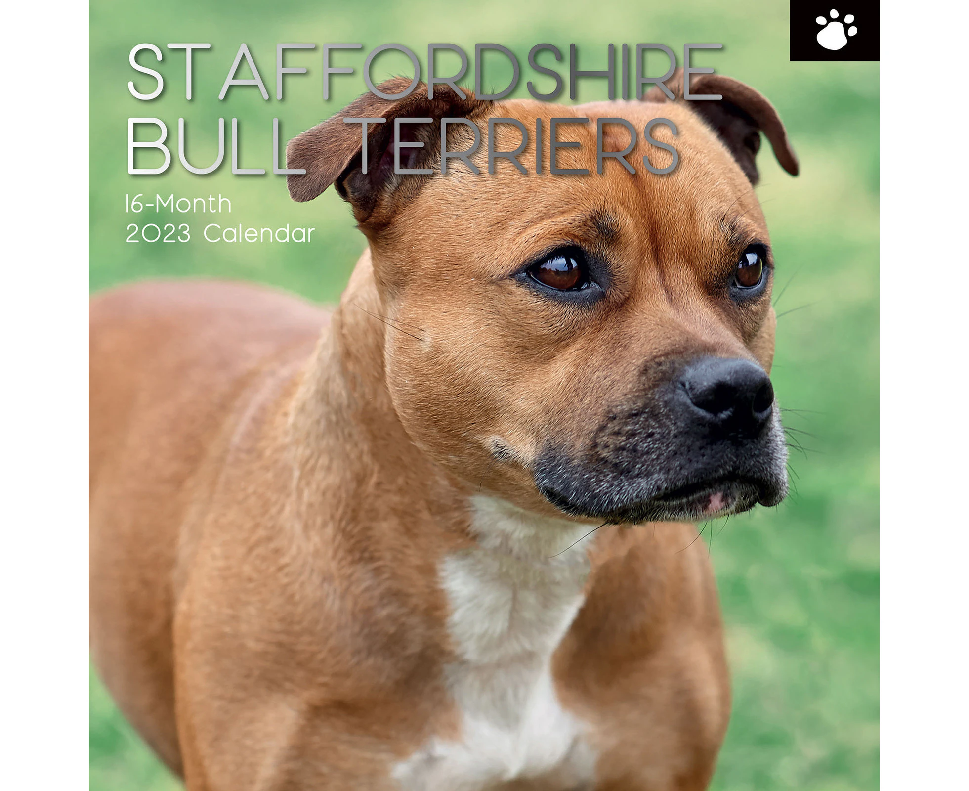 2023 Calendar Staffordshire Bull Terriers Sq. Wall, Gifted Stationery GSC21959