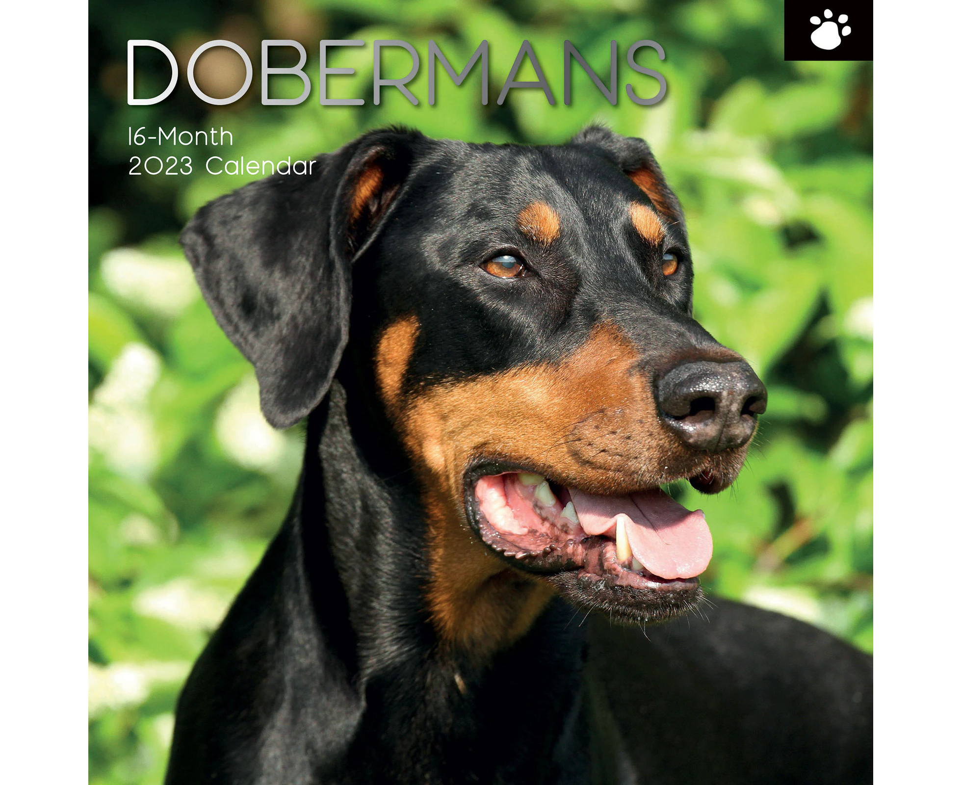 2023 Calendar Dobermans Square Wall by The Gifted Stationery GSC21950