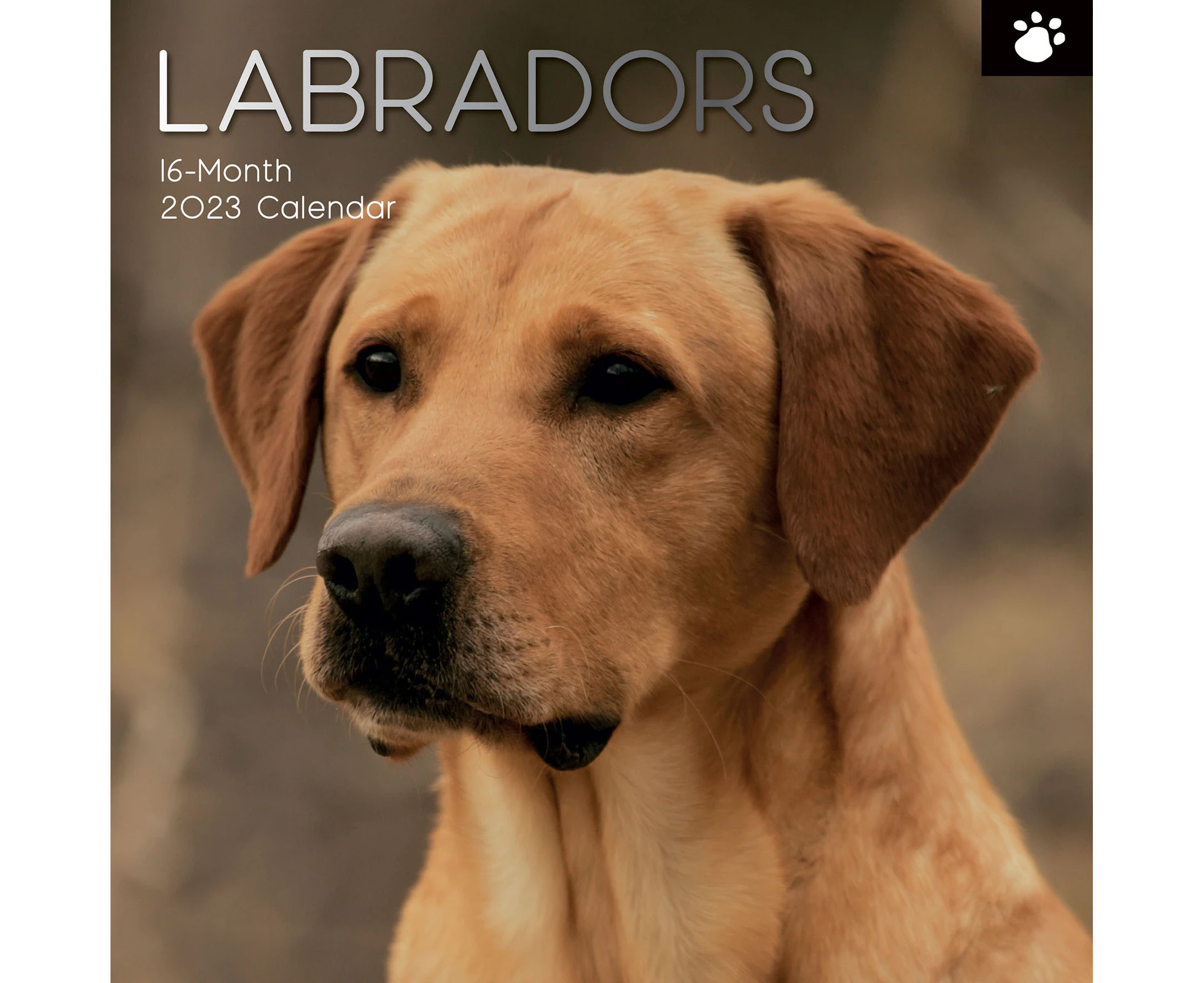 2023 Calendar Labradors Square Wall by The Gifted Stationery GSC21955