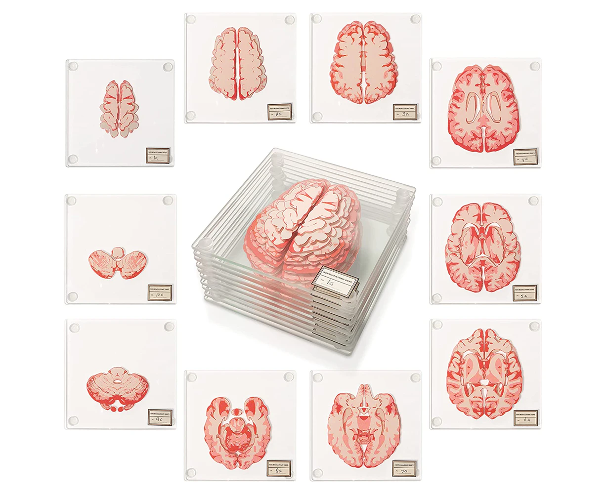 Anatomic Brain Specimen Coasters-Gifts for Medical Student Gifts Brain Decor Human Anatomy Gifts