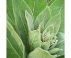 50g Organic Mullein Leaf - Dried Herbal Verbascum Thapsis