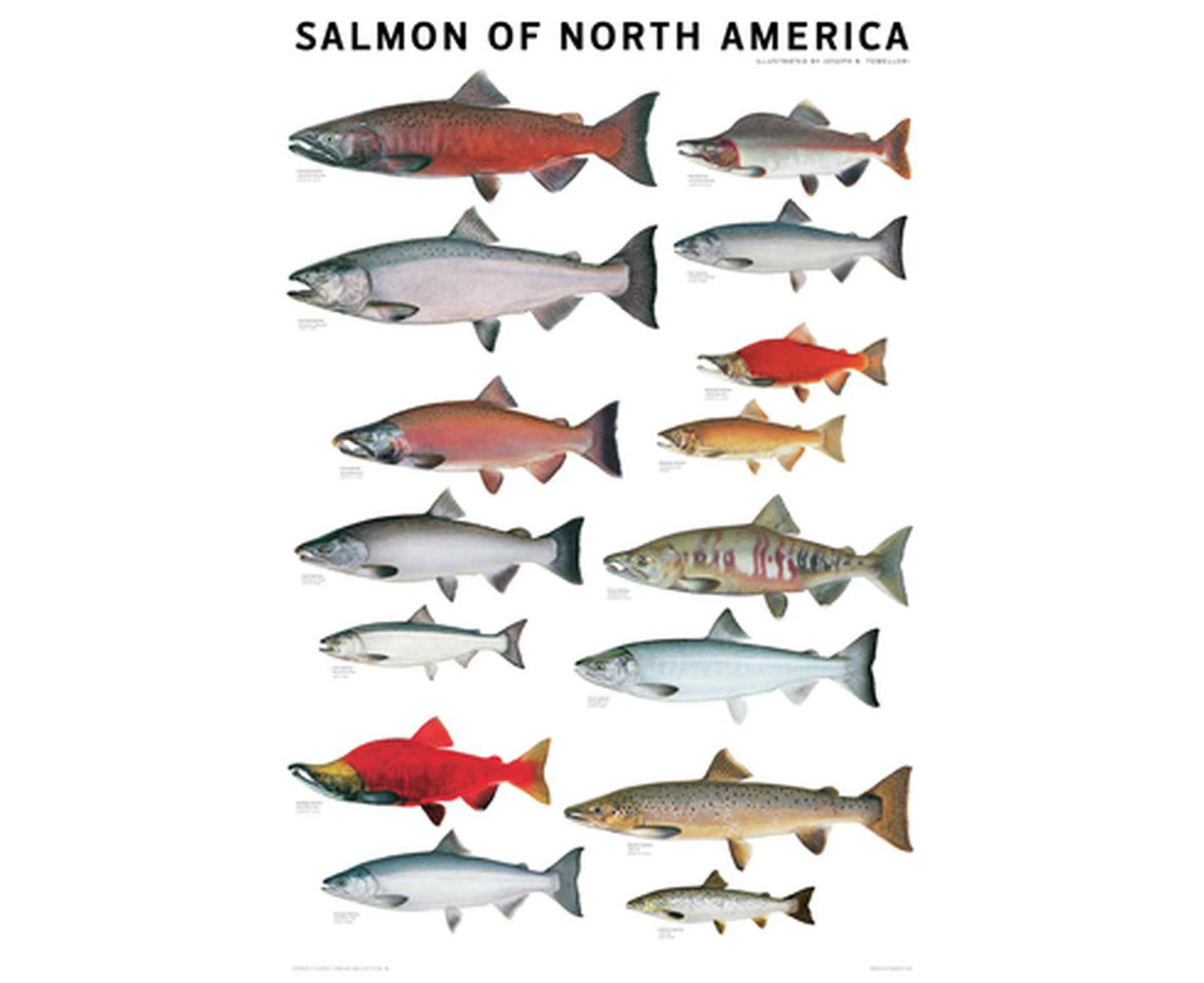 Salmon of North America Poster