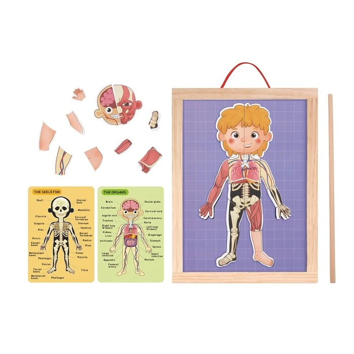 Tooky Toy Co Body Magnetic Chart 30x40x1cm