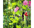 Support Fence Mesh 2x Garden Plant Climbing Net Vegetable Vine Flower Trellis