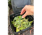 Greenlife Worm Box In-Ground Micro Composter & Worm Farm for Gardens